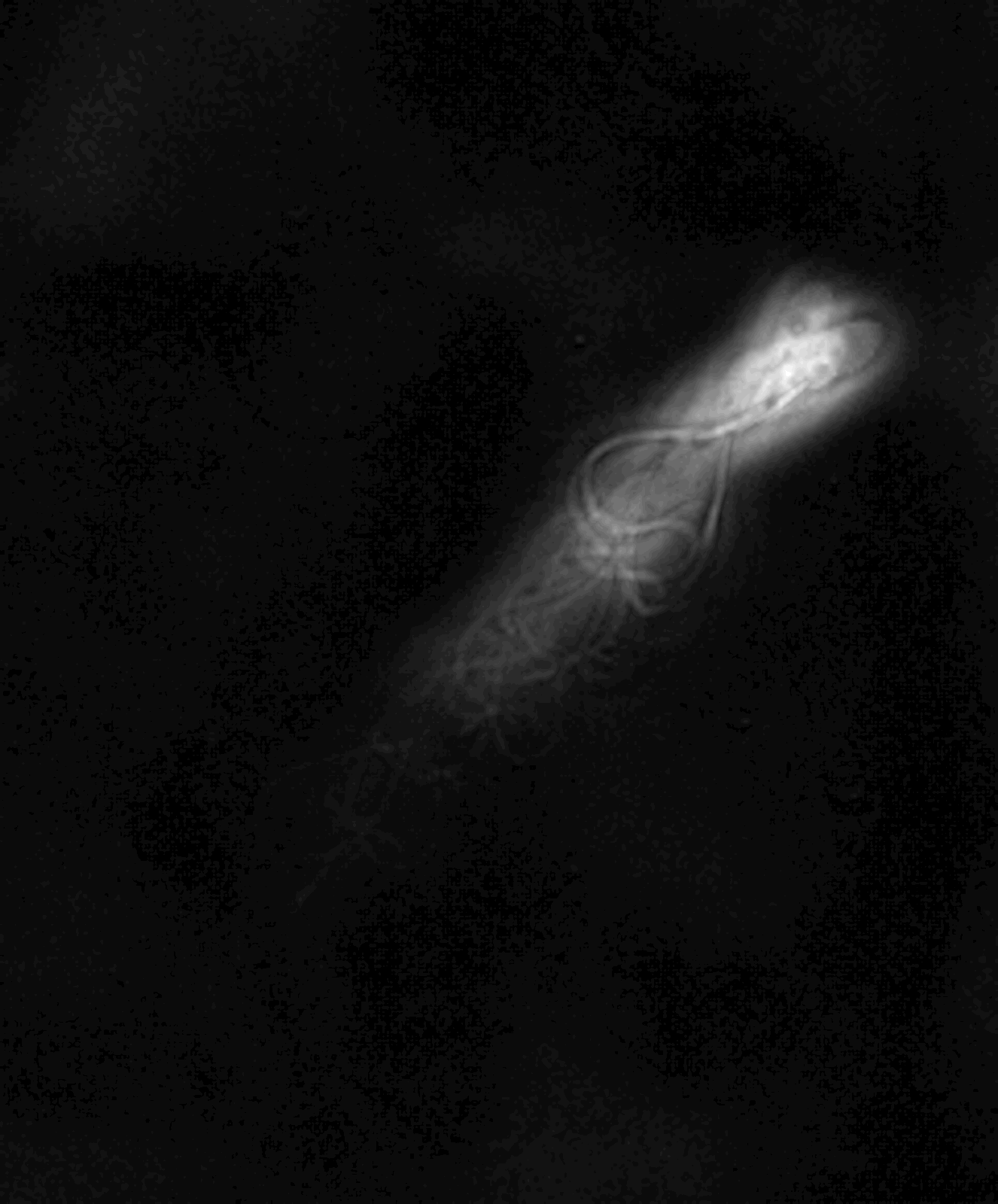 trajectory of sperm cell swimming upstream combined over several images