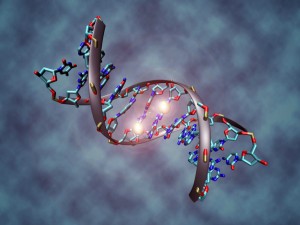 CRISPR, also known as the DNA editor, attracts the attention of many researchers, including Skoltech's Konstantin Severinov. Image courtesy of Wikipedia, under Creative COmmons license