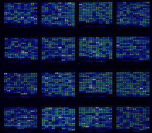DNA microarrays