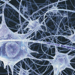 B0004165 Neurons in the brain - illustration