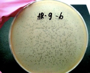 Рис.1. Чашка Петри, заселенная бактериями Bacillus subtilis. Пятна – это зоны, в которых бактериофаг AR9 убил бактерий.