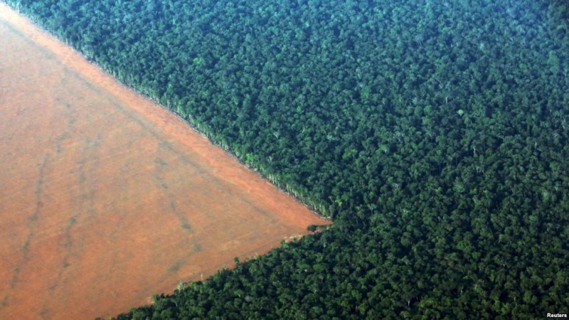 Поле на краю тропического дождевого леса в Бразилии, подготовленное для засева генно-модифицированными семенами сои