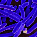 Scientists have zeroed in on how certain antibiotics may have the unintended effect of strengthening bacteria. Photo: NIAID // Wikimedia Commons.