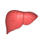 liver_03_anterior_view