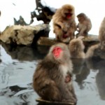 japanesemacaques5