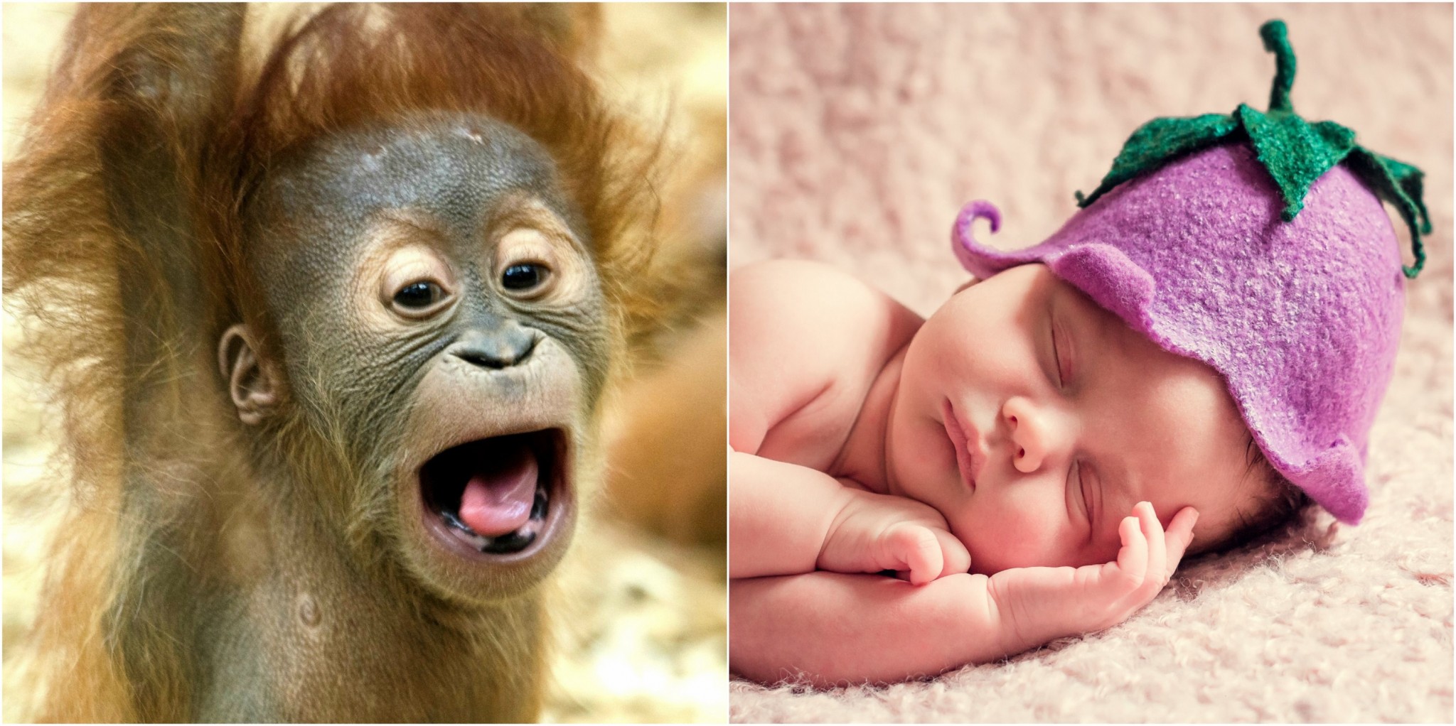 While apes and humans alike are born with very little understanding of how to behave in the world, the former adjusts much more quickly than the latter. Photos: Public domain.