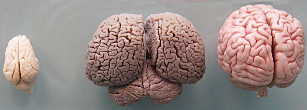 A side-by-side comparison of the actual brains of a wild boar (left), a bottlenose dolphin (center) and a human (right, model). Photo: Boksi // Wikipedia Commons.