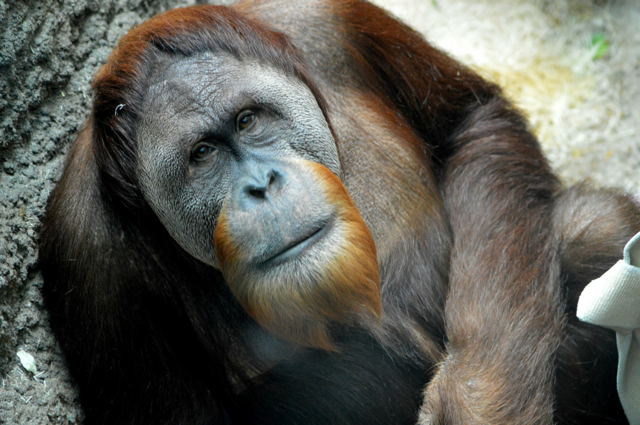 Read on to learn how one Skoltech professor and his team are peering into the minds of monkeys to unlock the secrets of the human brain. Photo: Public domain.