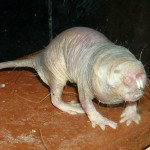 The naked mole rat, nature's poster child for anti-aging. Photo: Roman Klementschitz // Wikimedia Commons.