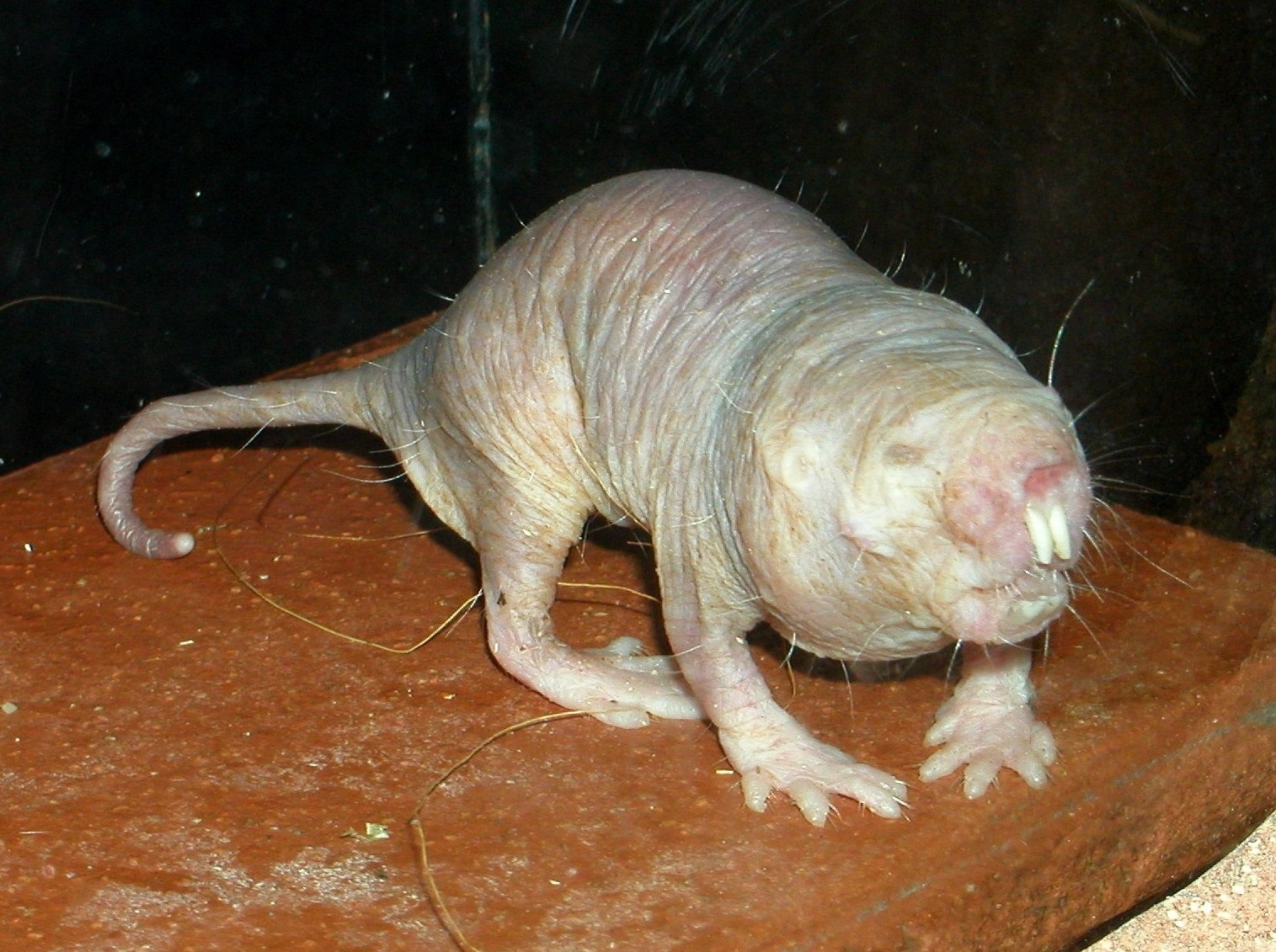 The naked mole rat, nature's poster child for anti-aging. Photo: Roman Klementschitz // Wikimedia Commons.