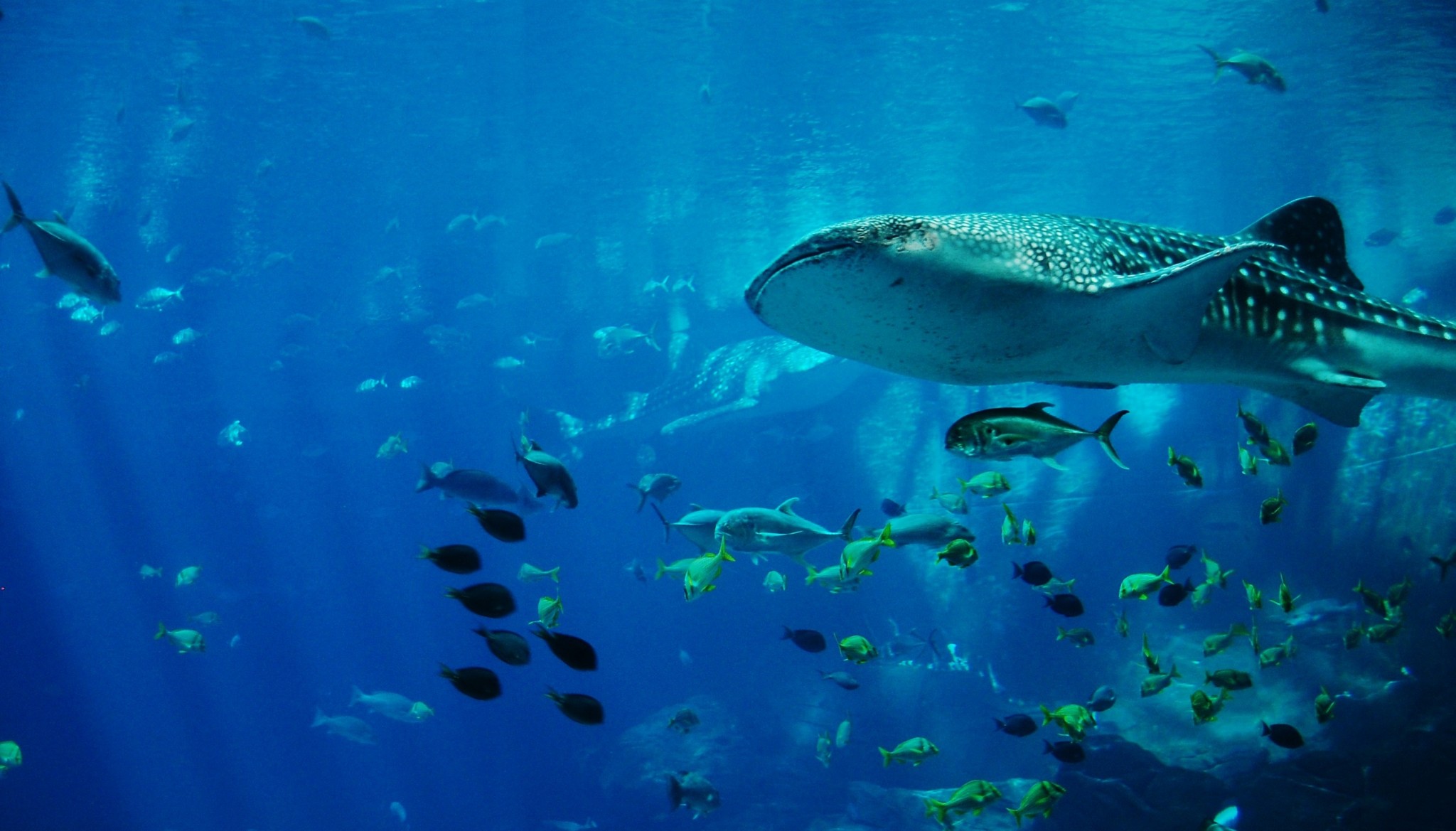 As the team developed robots designed to monitor pipe networks, fish proved inspirational. Photo: Public domain.
