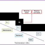 fMRI paradigm with the modified Sternberg task used for individualized determination of simulation target