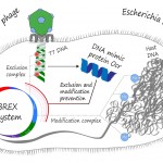 ocr-protein-vs-brex-system-4