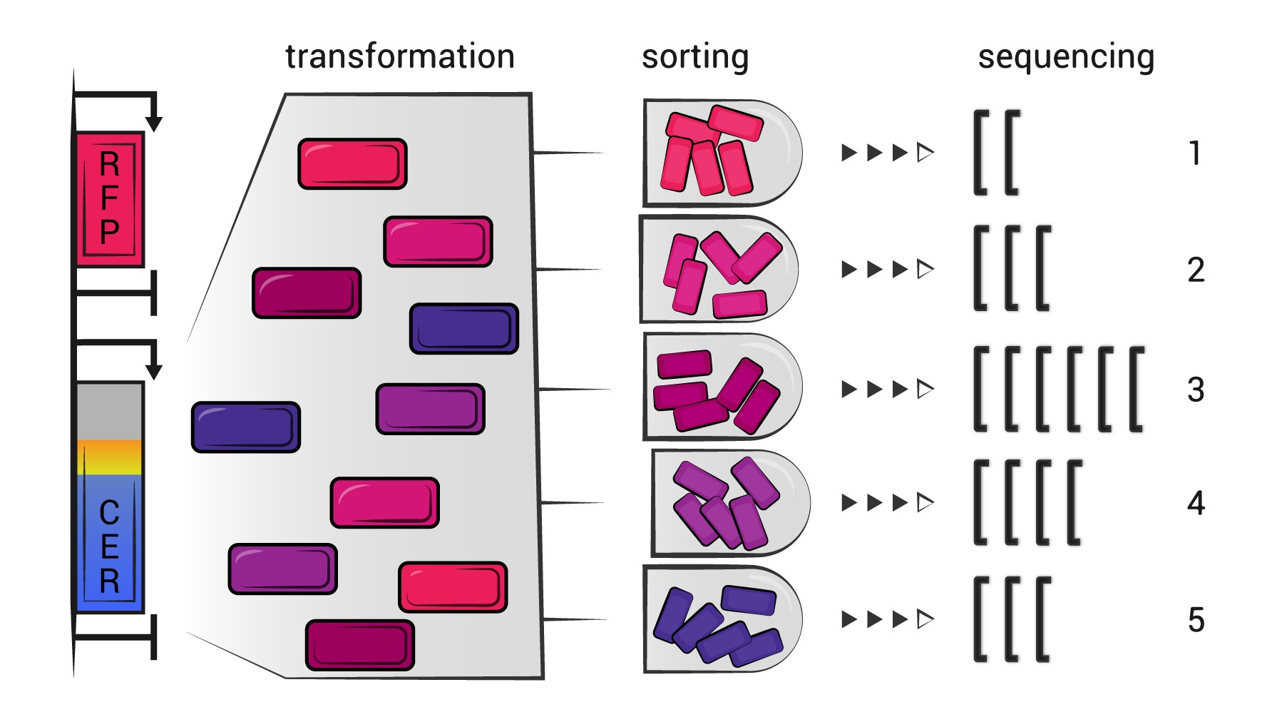 protein-synthesis