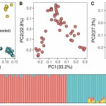 Population structure of Russian rapeseed lines. Population structure assessed using principal component analysis for the whole cohort (A), spring (B), and winter (C) types separately. Red dots correspond to spring rapeseed accessions. Blue dots correspond to winter rapeseed accessions. Yellow dots correspond to yellow-seeded winter rapeseed accessions. (D) Population clustering of rapeseed lines based on the admixture component of each accession, the bar colors correspond to the dot colors in panel A.