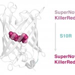 supernova