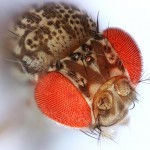 Drosophila. Small Fruit Fly. Credit by Macroscopic Solutions