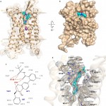 fig-1_structure-and-binding-site-of-hblt1