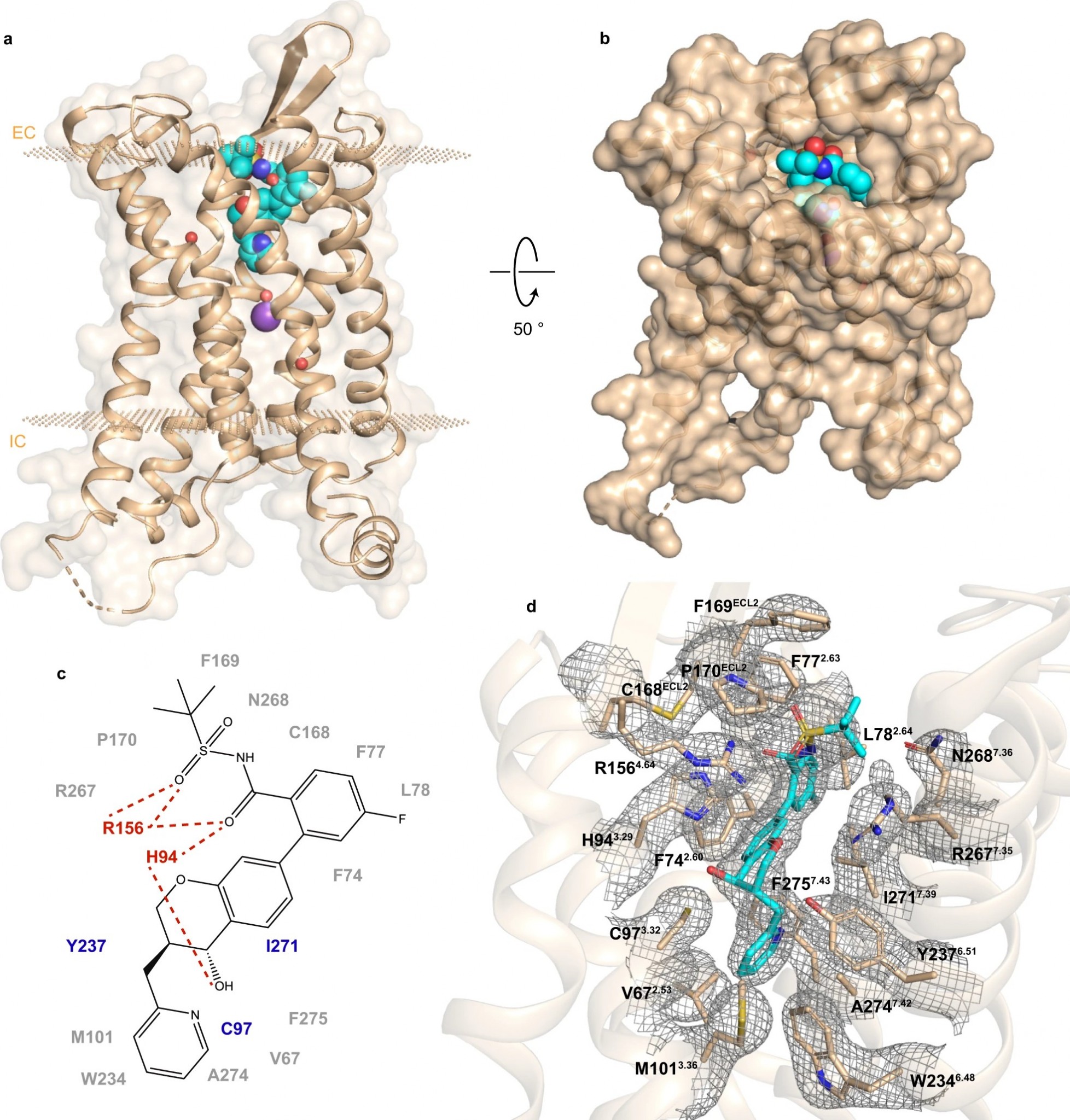 fig-1_structure-and-binding-site-of-hblt1