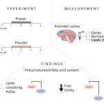 Image. The study looked at gene expression and metabolite content changes in the macaque brain following two-year administration of the common antidepressant fluoxetine, aka. Prozac. The concentrations of some products of metabolism turned out to be decreased compared to the control group of animals. So-called free polyunsaturated fatty acids proved to be affected the most. Credit: Reworked by Nicolas Posunko/Skoltech from Anna Tkachev et al./International Journal of Molecular Sciences