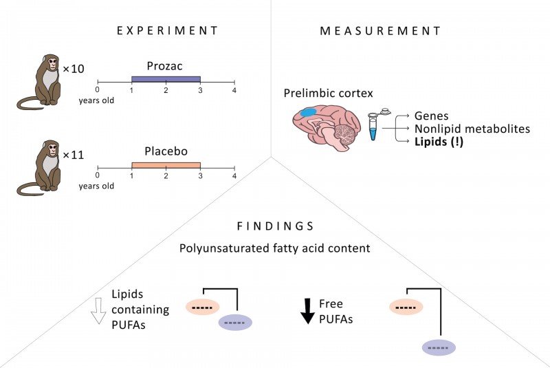 Image. The study looked at gene expression and metabolite content changes in the macaque brain following two-year administration of the common antidepressant fluoxetine, aka. Prozac. The concentrations of some products of metabolism turned out to be decreased compared to the control group of animals. So-called free polyunsaturated fatty acids proved to be affected the most. Credit: Reworked by Nicolas Posunko/Skoltech from Anna Tkachev et al./International Journal of Molecular Sciences