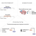 Иллюстрация. В исследовании рассматривается уровень экспрессии генов и содержания продуктов обмена веществ в мозге макак по итогам двухлетнего получения ими распространенного антидепрессанта флуоксетина, также известного под маркой «Прозак». Концентрация некоторых метаболитов оказалась сниженной по сравнению с контрольной группой животных. Наибольшее влияние выявлено на так называемые свободные полиненасыщенные жирные кислоты. Источник: Анна Ткачева и др./International Journal of Molecular Sciences, переработано Николаем Посунько/PR-служба Сколтеха