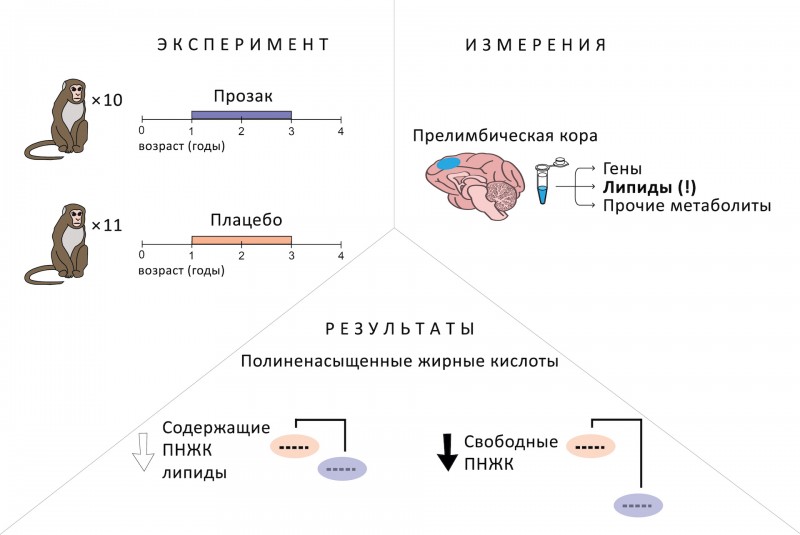 Иллюстрация. В исследовании рассматривается уровень экспрессии генов и содержания продуктов обмена веществ в мозге макак по итогам двухлетнего получения ими распространенного антидепрессанта флуоксетина, также известного под маркой «Прозак». Концентрация некоторых метаболитов оказалась сниженной по сравнению с контрольной группой животных. Наибольшее влияние выявлено на так называемые свободные полиненасыщенные жирные кислоты. Источник: Анна Ткачева и др./International Journal of Molecular Sciences, переработано Николаем Посунько/PR-служба Сколтеха