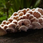 schizophyllum_commune_-split_gill-_-33389628036