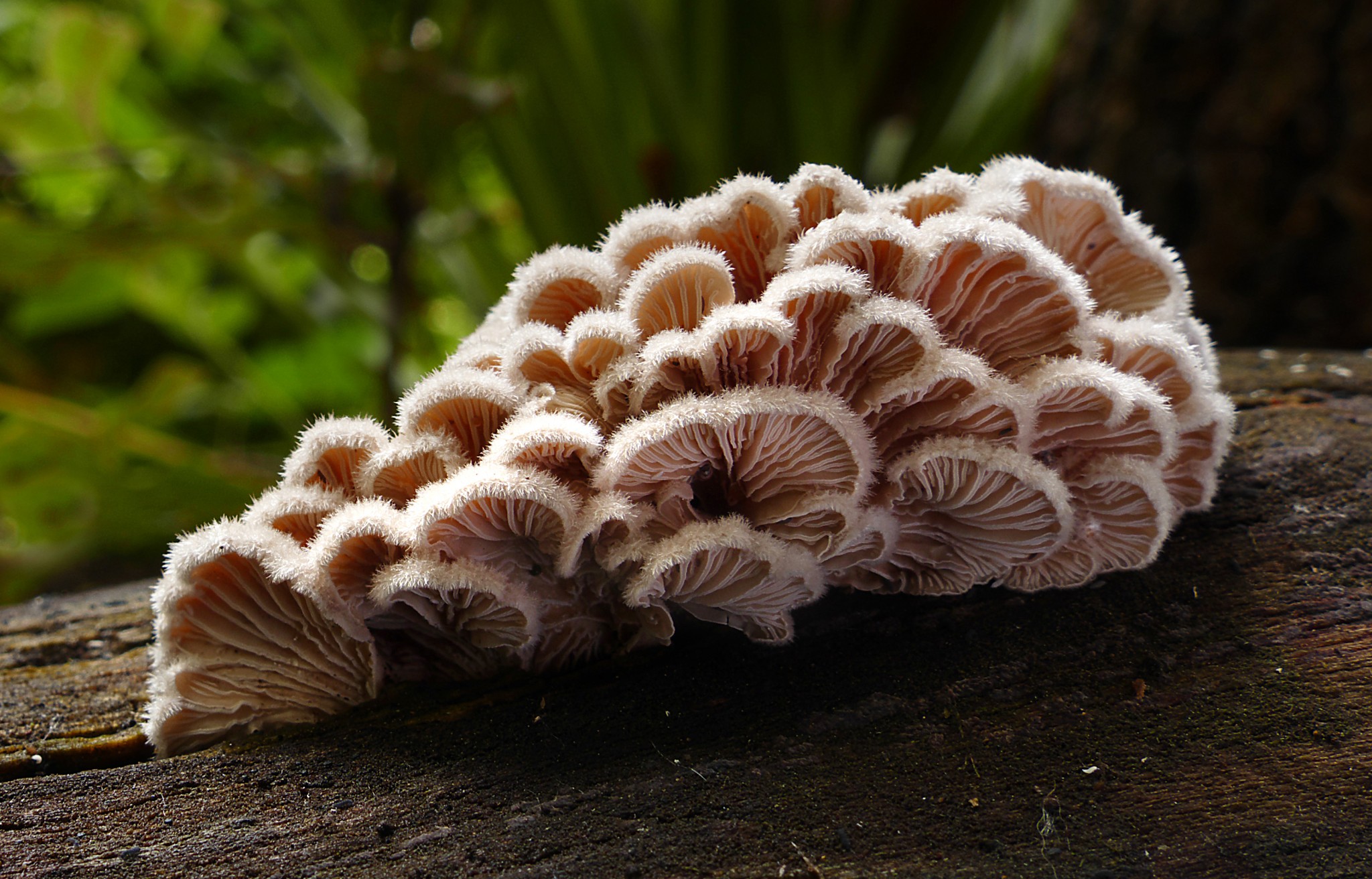 schizophyllum_commune_-split_gill-_-33389628036