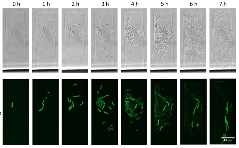 Image. Top row: A colony forming from a single cell of Escherichia coli. The initial cell contains a plasmid that is acted upon by CRISPR-Cas. The bottom row of images shows the same cells viewed with a fluorescence microscope. Green-colored cells contain a plasmid, the rest of the cells are dark — their plasmids have been destroyed by CRISPR-Cas. Credit: Viktor Mamontov et al/PNAS