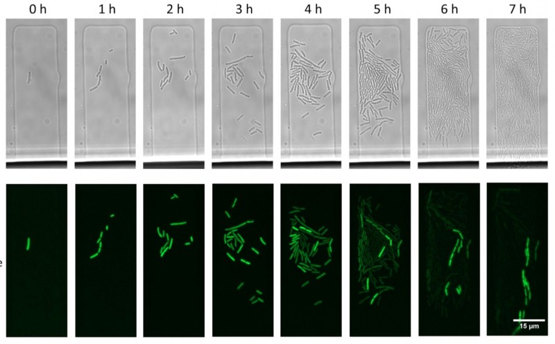 Image. Top row: A colony forming from a single cell of Escherichia coli. The initial cell contains a plasmid that is acted upon by CRISPR-Cas. The bottom row of images shows the same cells viewed with a fluorescence microscope. Green-colored cells contain a plasmid, the rest of the cells are dark — their plasmids have been destroyed by CRISPR-Cas. Credit: Viktor Mamontov et al/PNAS