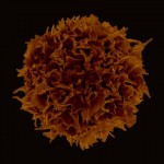 t_lymphocyte_-16760110354