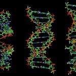 a-dna-_b-dna_and_z-dna