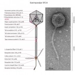 bakteriofag-bf23