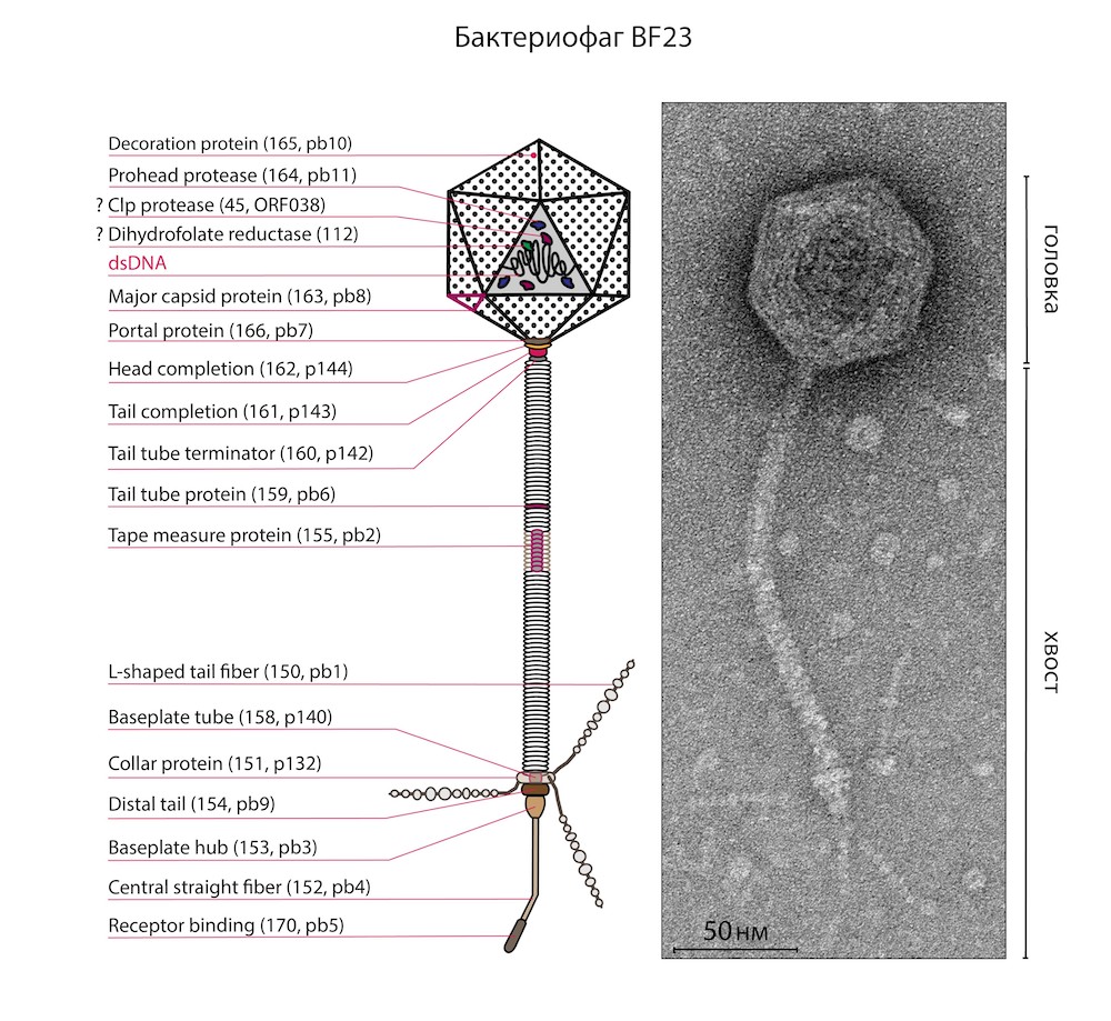 bakteriofag-bf23