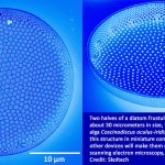 en-blue-diatom-8-mb