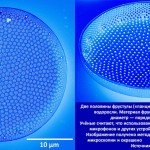 ru-blue-diatom-8-mb