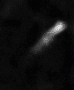 Trajectory of sperm cell swimming upstream combined over several images. Image courtesy of the researcher