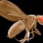 Scanning electron micrograph of the Drosophila melanogaster sestrin-null mutant used to study pathways involved in oxidative stress and aging. Sestrins are a family of proteins that play key roles in regulating aging and metabolism. A sestrin-null mutant exhibits an age-dependent response to oxidative stress. Image by Thomas Deerinck, NCMIR Courtesy of cellimagelibrary.org