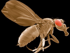 Scanning electron micrograph of the Drosophila melanogaster sestrin-null mutant used to study pathways involved in oxidative stress and aging. Sestrins are a family of proteins that play key roles in regulating aging and metabolism. A sestrin-null mutant exhibits an age-dependent response to oxidative stress. Image by Thomas Deerinck, NCMIR Courtesy of cellimagelibrary.org