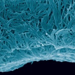 Biomimetic polymer nano composite. Image couretsy of macromolecules.org.edu