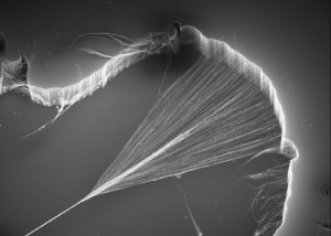 Carbon nanotubes being spun to form a yarn. Image courtesy of CSIRO ScienceImage and WIkipedia