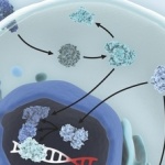 Signal Transduction Pathways in cancer cells. Image courtesy of www.qiagen.com