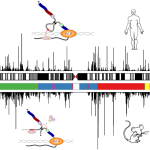 Pervuchine image