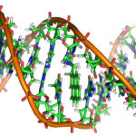 Mutation_DNA_adduct_1JDG