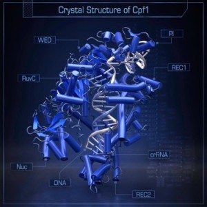 Figure from publication (Yamato et al. Crystal Structure of Cpf1 in Complex with Guide RNA and Target DNA. Cell. 2016 May 5;165(4):949-62).