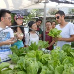 rooftop lettuce